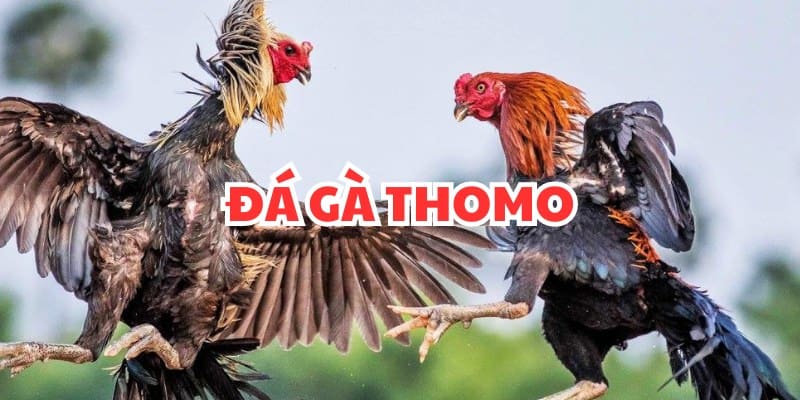 giới thiệu đá gà thomo