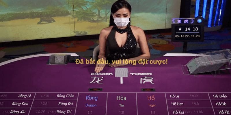 Các cửa cược rồng hổ kubet